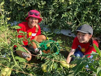 Two college students smile at the camera while bent over tomato plants