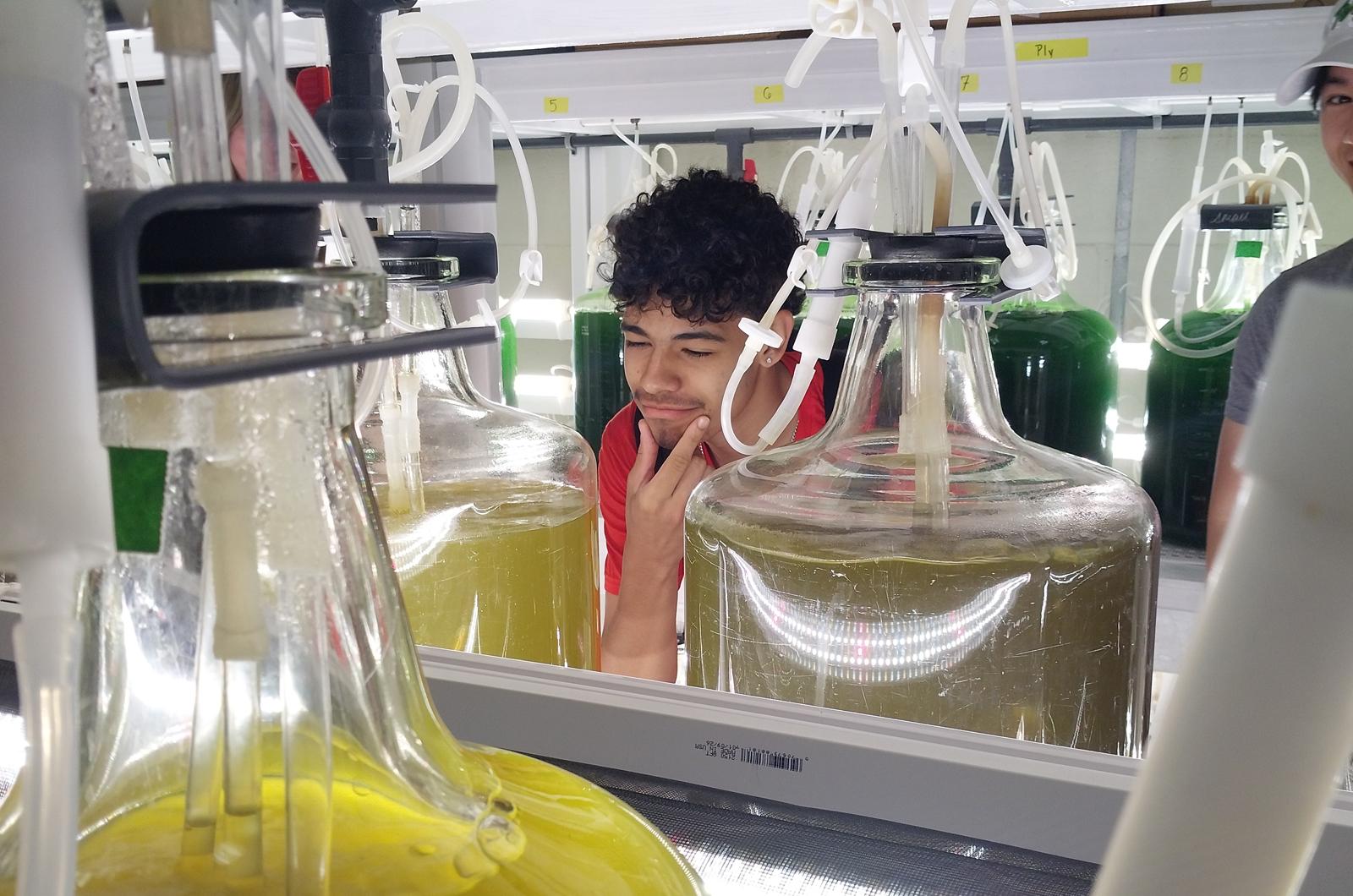 student looking at bottles filled with various colors of green algae